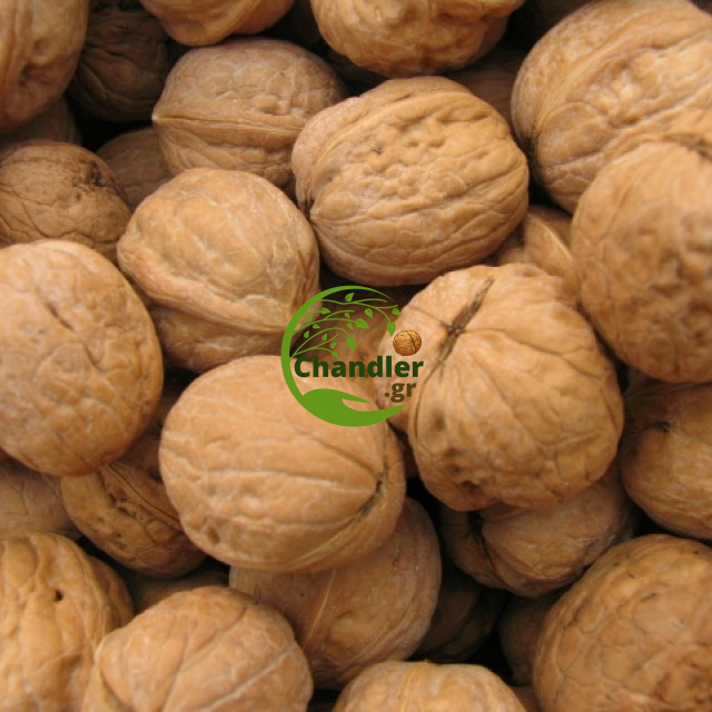 Καρύδια Chandler